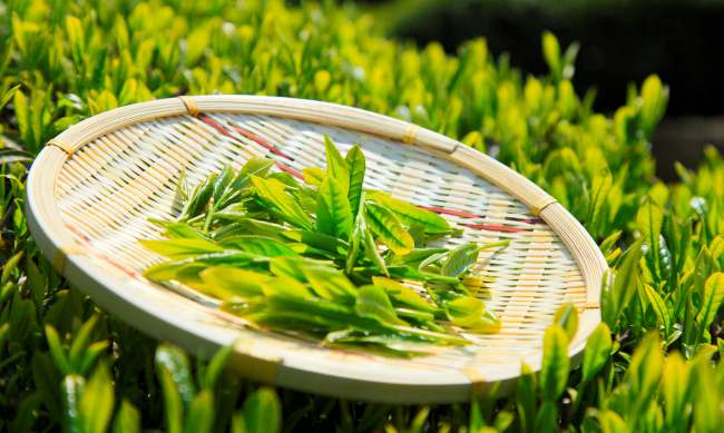 绿茶黄山毛峰茶怎么样，安徽黄山毛峰茶图片简介