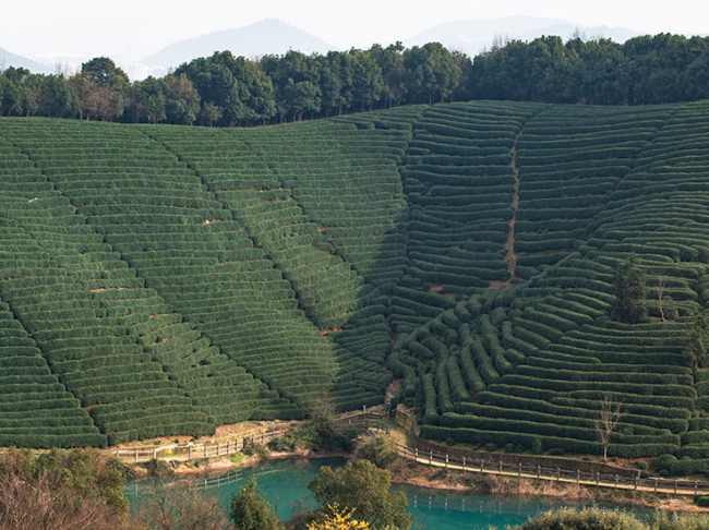 洞庭碧螺春生长环境怎么样，历史名茶碧螺春核心产区在哪里