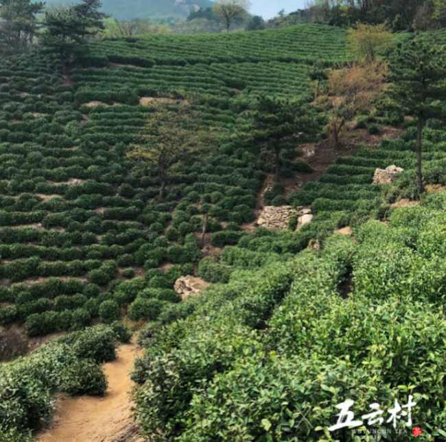 绿茶信阳毛尖茶怎么样，河南信阳毛尖茶图片简介