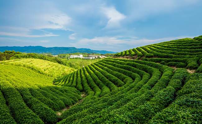 贵州茗茶都匀毛尖茶怎么样，黔南都匀毛尖茶图片简介