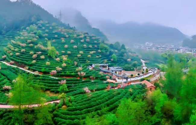 浙江龙顶茶怎么样，开化龙顶茶图片简介