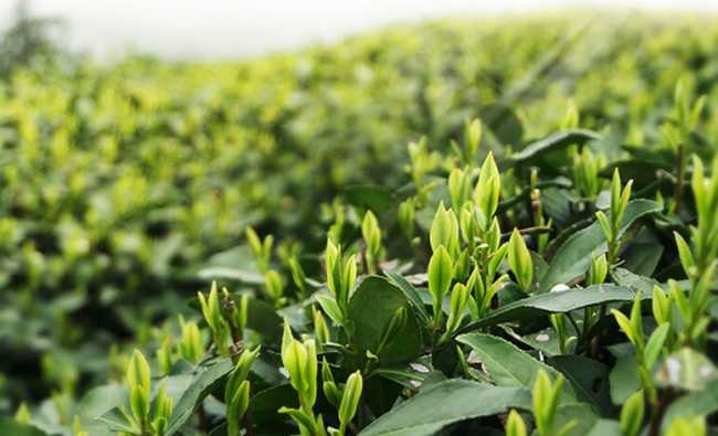 龙顶茶冲泡方法技巧，开化龙顶茶怎么泡茶好喝