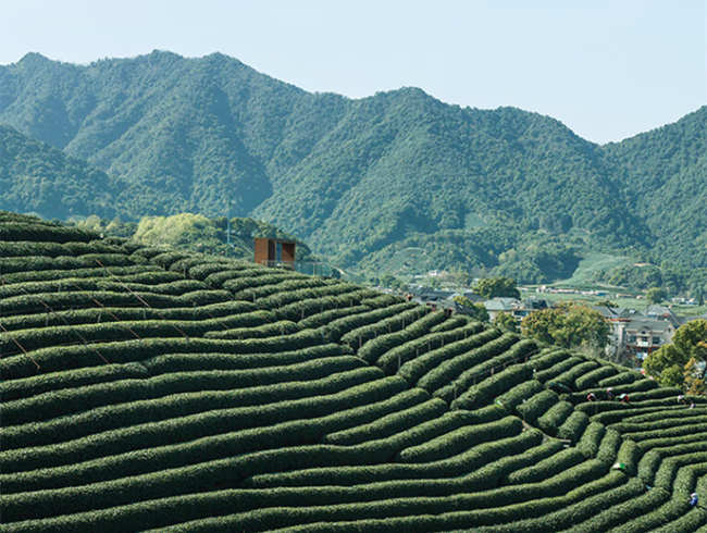 西湖龙井茶生长环境怎么样，西湖龙井茶核心产区在哪里