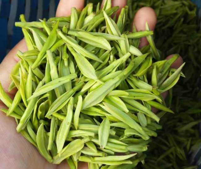 南京雨花台区安吉白茶专卖店，雨花台区安吉白茶【图片、价格、原产地】