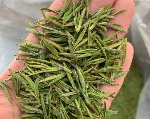 南京江宁区安吉白茶专卖店，江宁区安吉白茶【图片、价格、原产地】