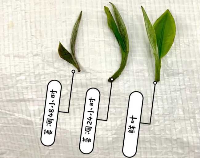 茶科普 | 福鼎白茶的加工制作工艺介绍