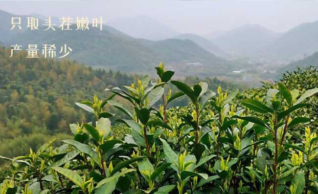德清莫干黄芽怎么样，黄茶莫干黄芽图片简介