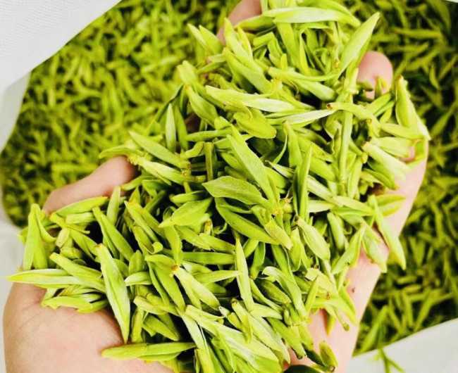 莫干黄芽的功效与作用有哪些，莫干黄芽营养价值简介