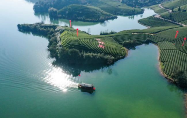 浙江武阳春雨茶怎么样，金华武阳春雨茶图片简介