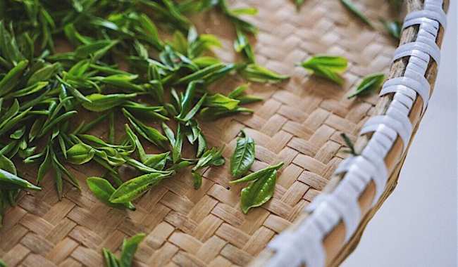 华顶云雾茶生长环境怎么样，绿茶华顶云雾茶核心产区在哪里