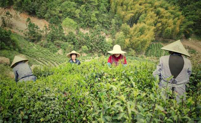 浙江兰溪毛峰茶怎么样，金华兰溪毛峰茶图片简介
