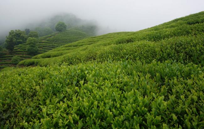 建德苞茶生长环境怎么样，杭州建德苞茶核心产区在哪里