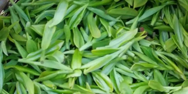 建德苞茶冲泡方法技巧，建德苞茶怎么泡茶好喝