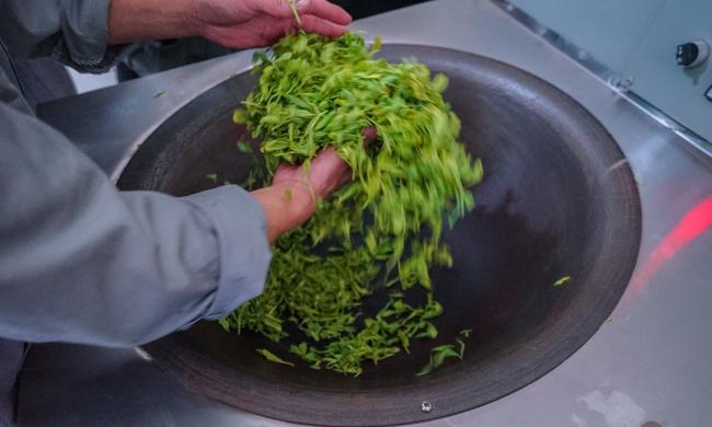 建德苞茶属于什么茶，浙江建德苞茶历史由来简介