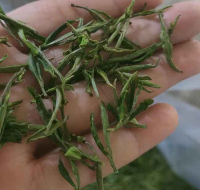 临安特产天目青顶茶怎么样，杭州天目云雾茶图片简介