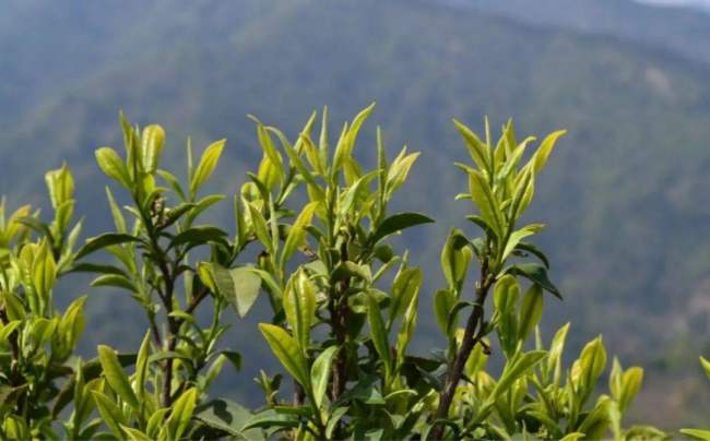 湖北远安黄茶属于什么茶，远安黄茶历史由来简介
