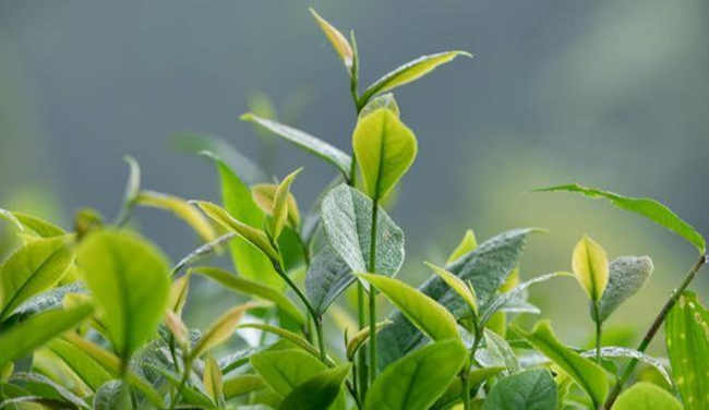 广东大叶青茶品牌有哪些，广东大叶青茶价格多少钱一斤