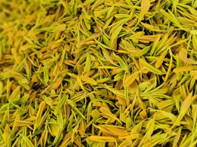 广东大叶青茶属于什么茶,广东大叶青茶历史由来简介