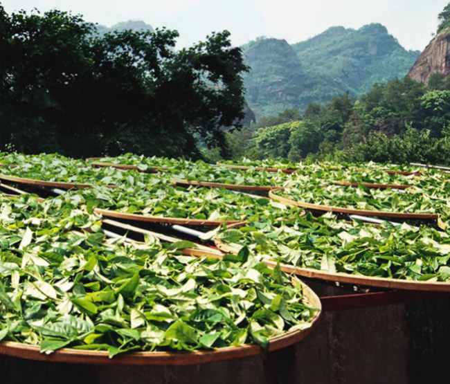 红茶正山小种的生长环境怎么样,福建正山小种核心产区在哪里
