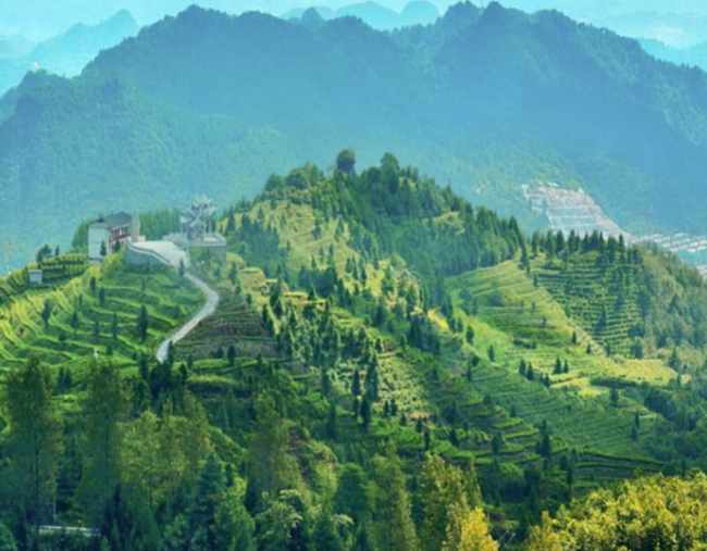 安徽祁门红茶怎么样，十大名茶祁门红茶图片简介