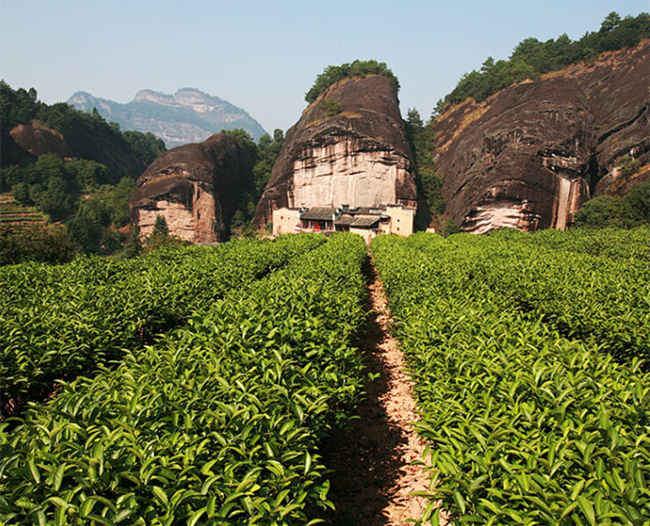红茶金骏眉生长环境怎么样,金骏眉核心产区在哪里