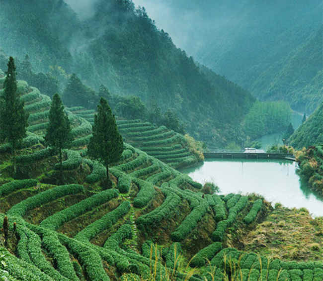 滇红茶生长环境怎么样,云南滇红茶核心产区在哪里