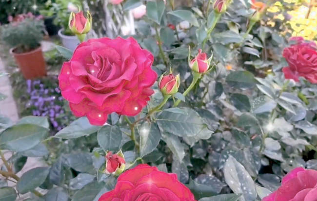 月季枝条怎么修剪，月季花养殖修剪方法