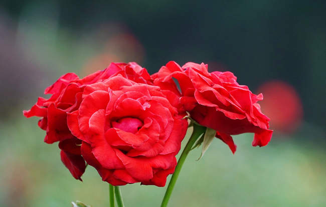 夏季、秋季种植欧月月季花注意事项技术分享