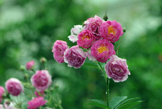 月季花养护修剪方法步骤