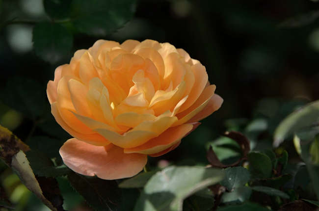 月季苗带花苞好不好，月季花苗怎么买