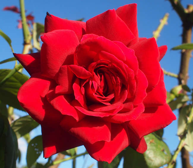 早熟欧月月季苗期管理方法策略