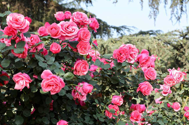 月季花的精心修剪艺术：塑造繁茂与美丽的秘诀