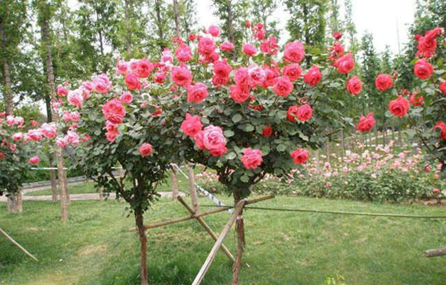 树状月季花介绍，树状月季优势有哪些