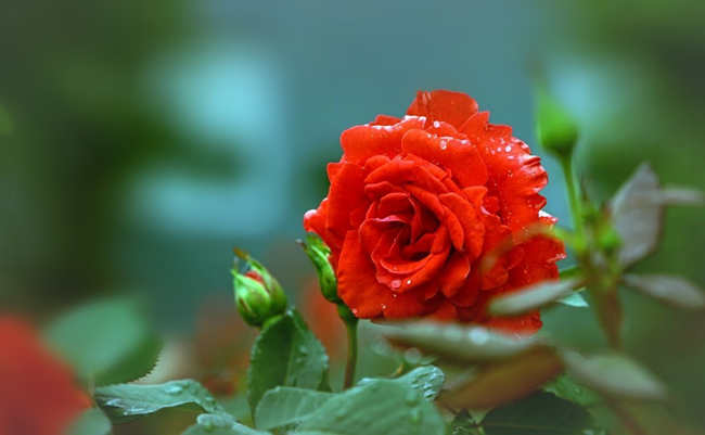 秋季月季养护秘籍技巧，秋天月季花怎么施肥