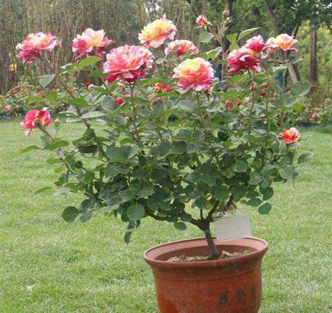 盆栽月季花浇水方法，家庭月季花怎么浇水