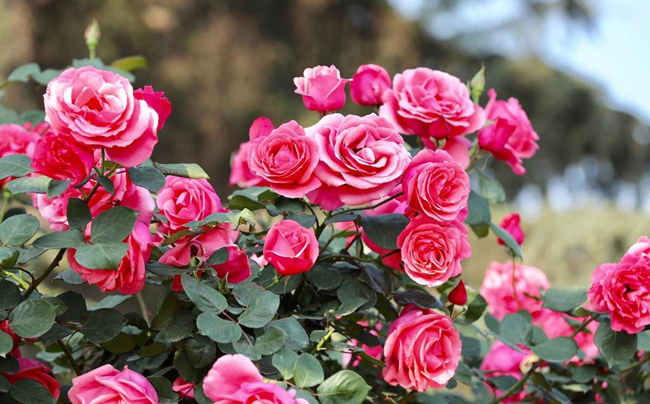 树状月季花怎么浇水，树状月季花施肥方法