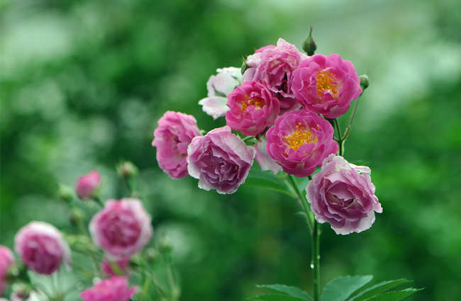 月季盆栽养护施肥技巧，盆栽月季花怎么施肥