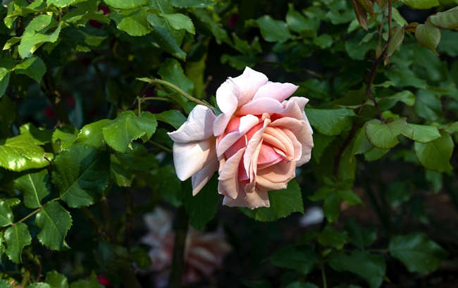 月季花怎么种植，月季花的种植方法注意事项