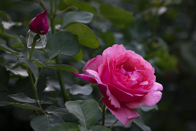 月季花修剪以后怎么施肥，家庭月季修剪施肥方法