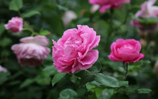 秋雨后月季移栽盆栽指南：因地制宜，科学决策