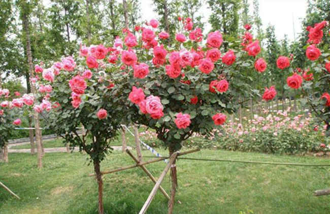 树状月季花什么时候嫁接，树状月季嫁接时间技巧