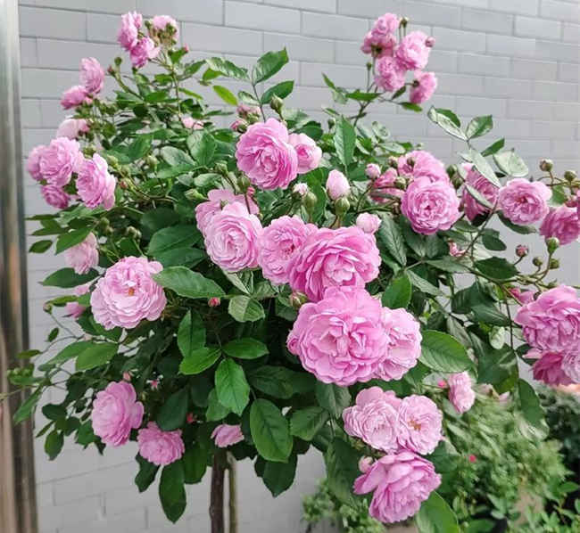 月季老化防治与养护优化指南，月季开花变少了怎么办