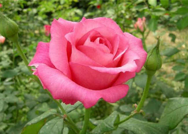 四季红月季怎么种植，四季红月季培栽技术