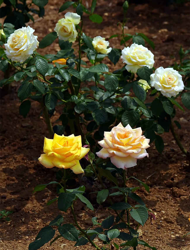 月季树?；ü丶际酰核茉焱昝朗餍?，提升观赏与产量