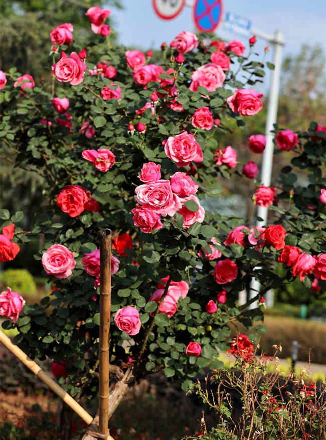 种植月季花需要注意什么，月季种植技巧有哪些