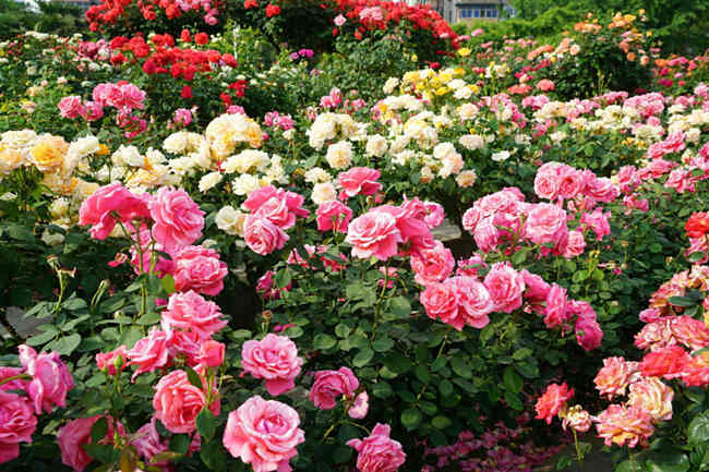 月季花期怎么修剪，月季开花可以修剪吗