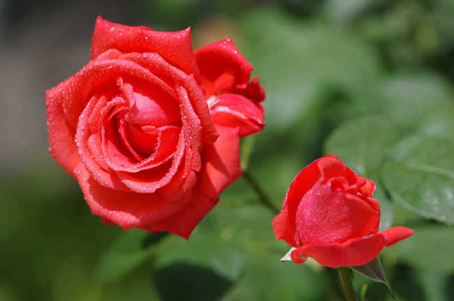 月季怎么扦插种植，月季花扦插方法注意事项