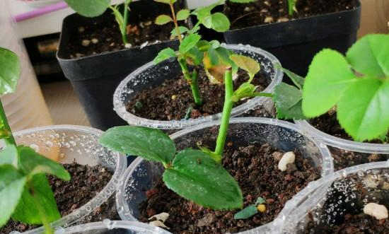 月季插条生根的创新水培法，月季插条生根新方法