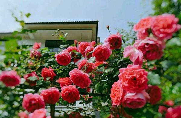 藤本月季种植方法，藤本月季怎么养护