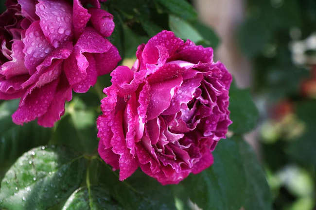 棒棒糖树状月季嫁接方法技巧